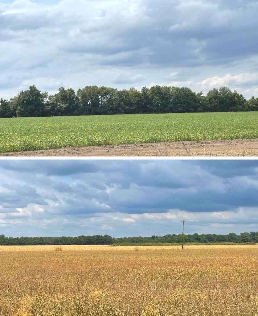 soybean fields in mississippi delta, green, and then ready for harvesting