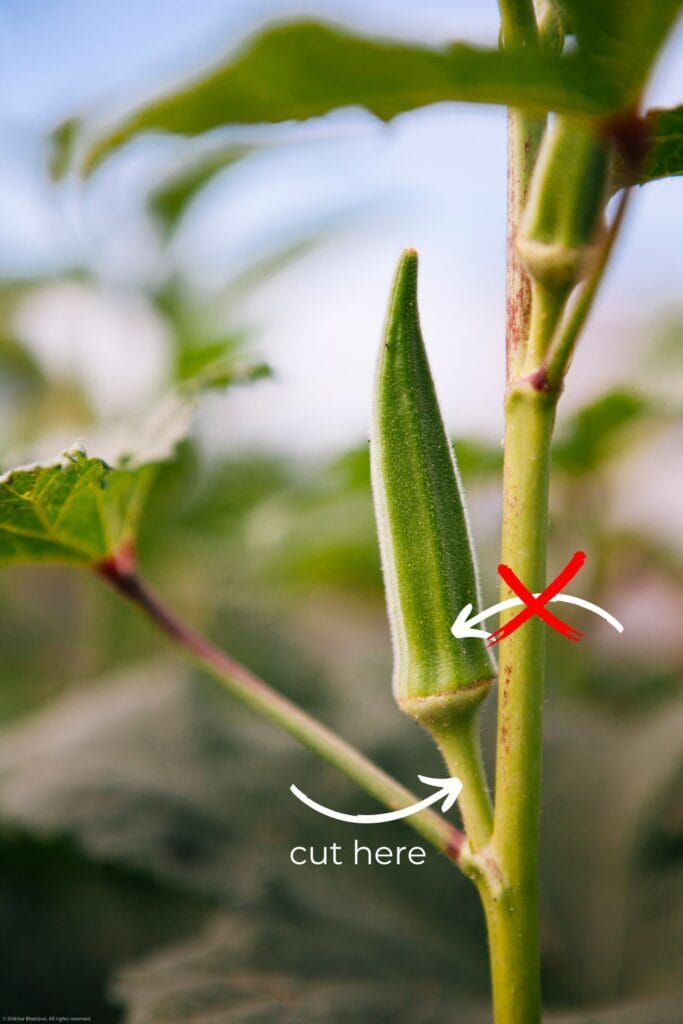 how to cut okra off the stalk