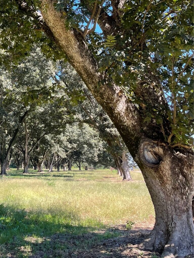 pecan grove in the mississippi delta