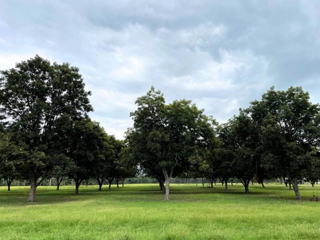 pecan trees