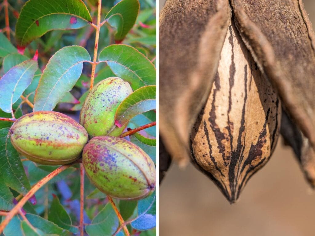 pecans that are green and then ripe and ready for harvesting
