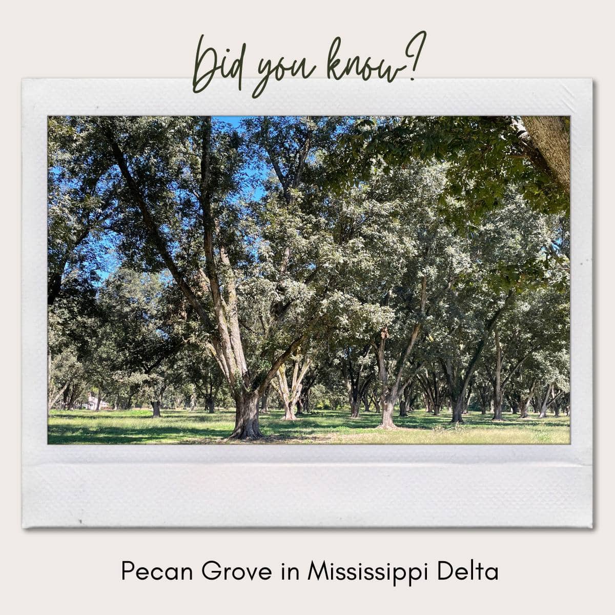 picture of a pecan grove taken while driving through the mississippi delta