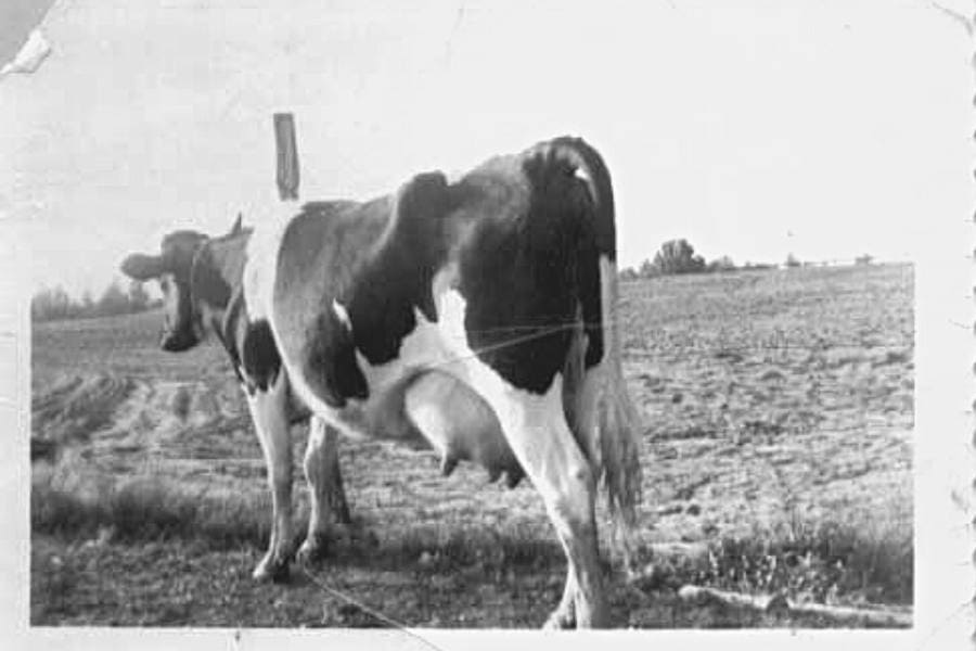 black and white spotted dairy cow