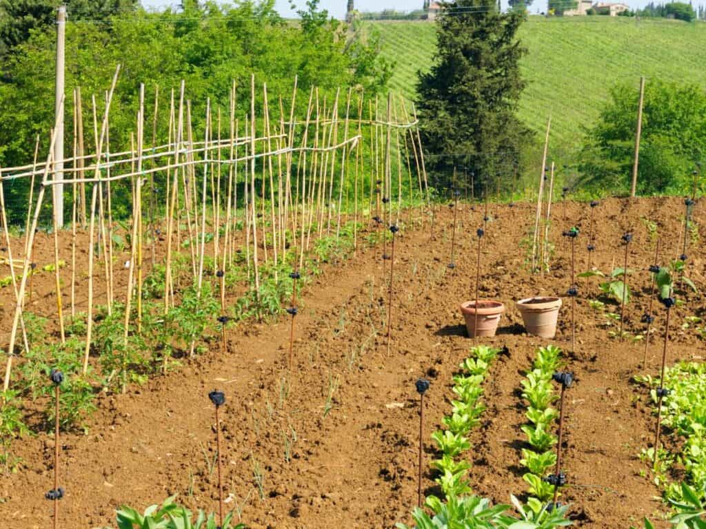 vegetable garden with plants in a row and tomato plants staked