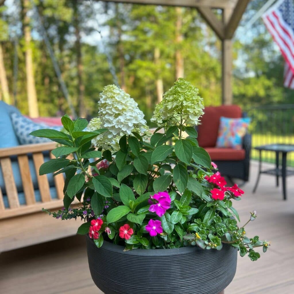 summer container plants for full to partial sun