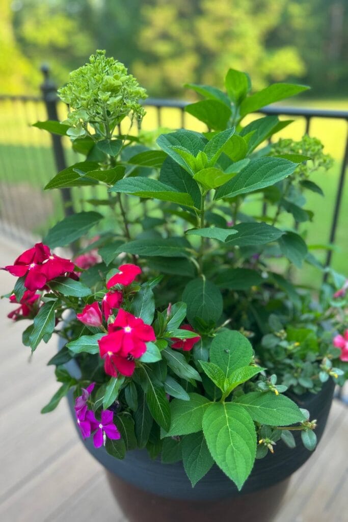 summer container plants on back porch