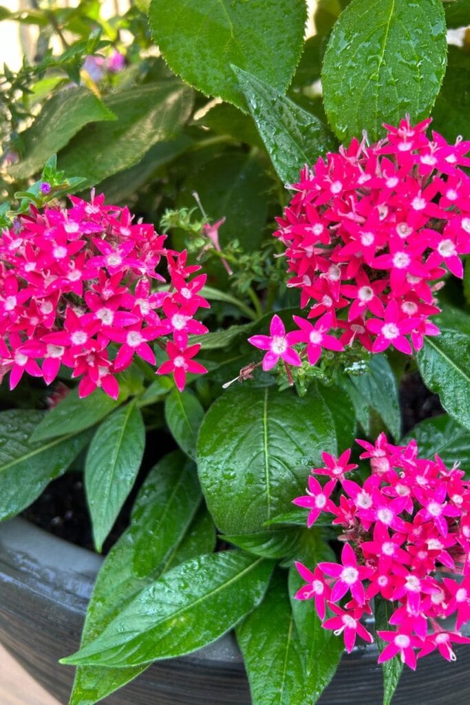 deep pink verbena in a plant container