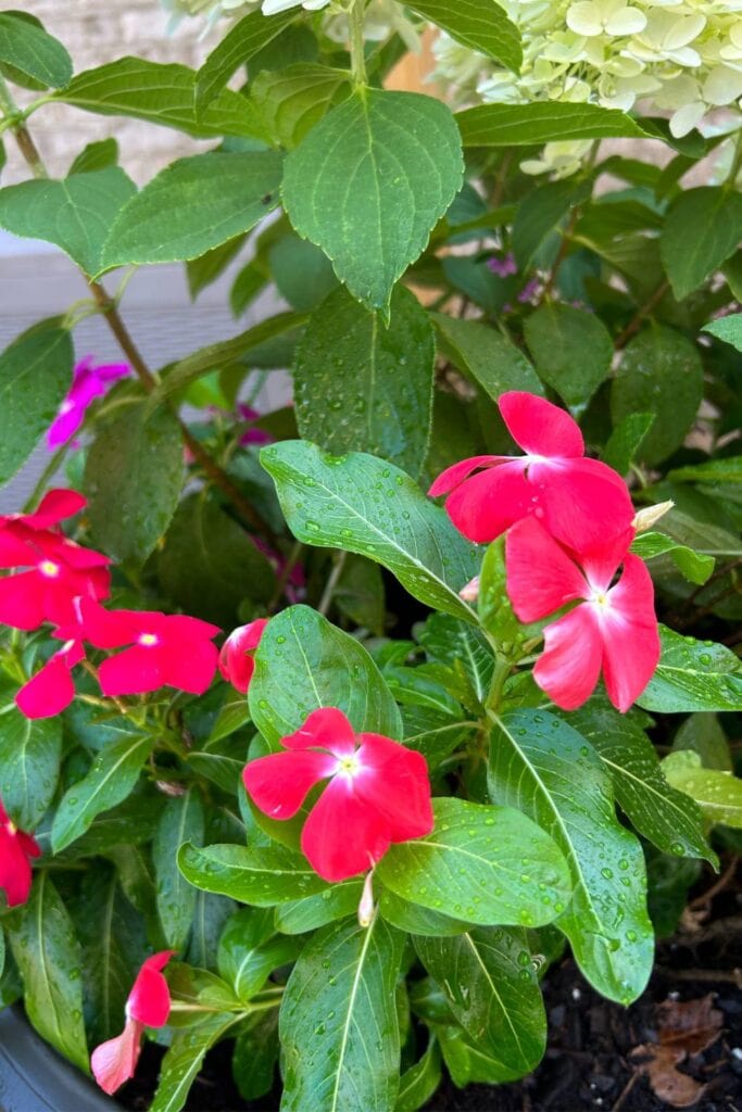 vinca impatiens in a back porch container