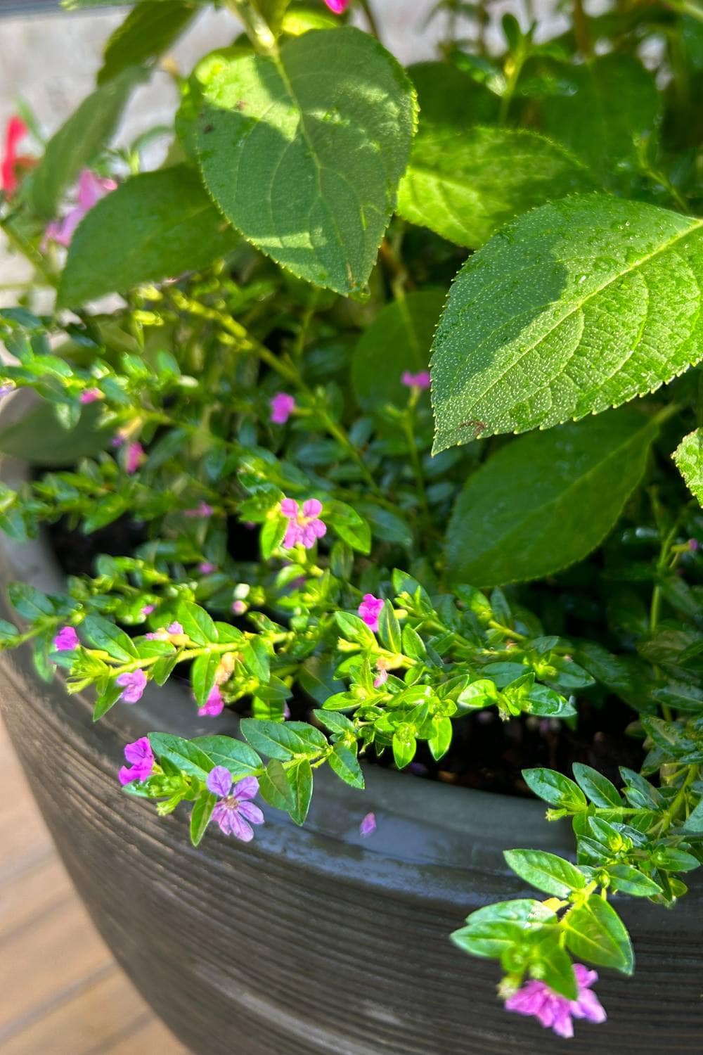 mexican heather plant in back porch container