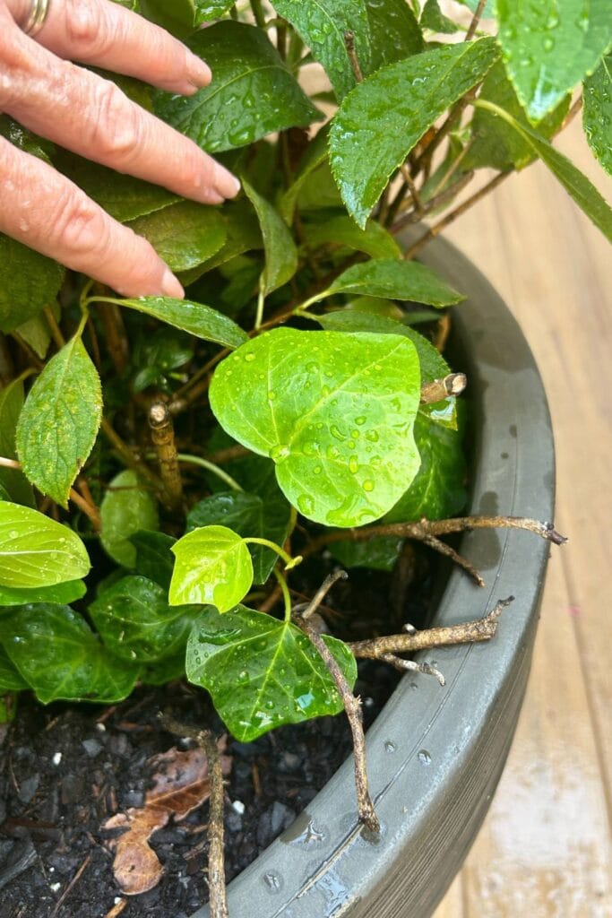 ivy trying to grow back after a hard freeze in the winter