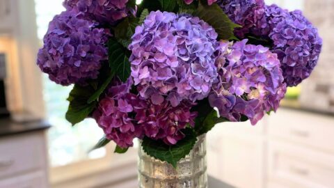 hydrangea blooms in a large wide mouth vase