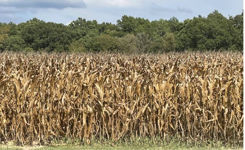 crop of corn ready for harvesting in the mississippi delta