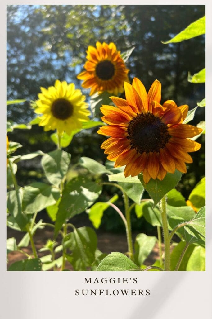 maggie's sunflowers