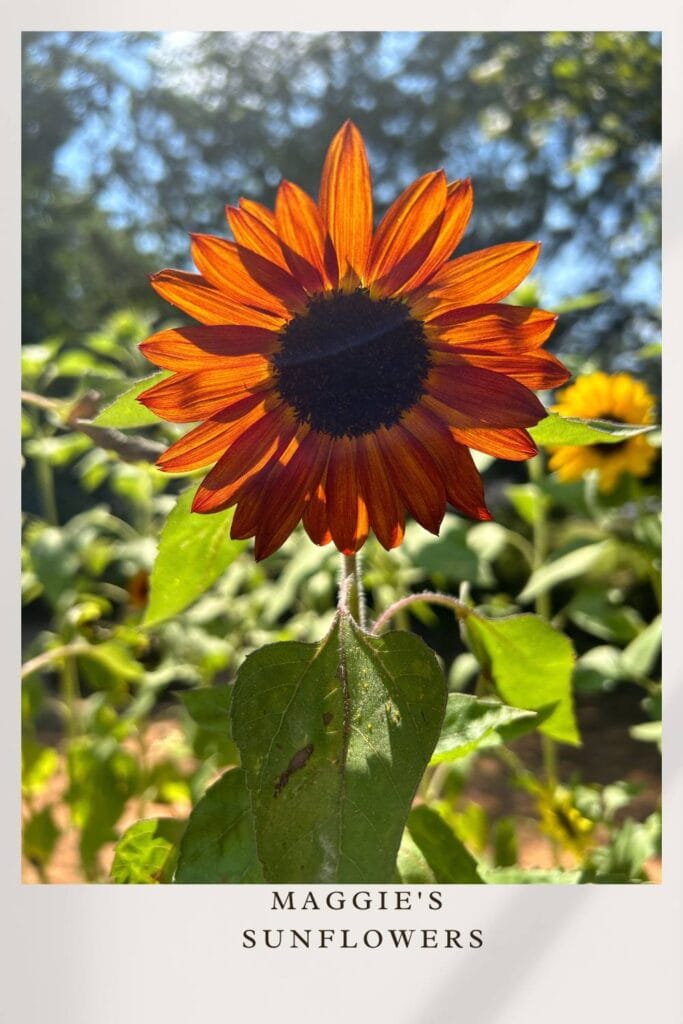 maggie's sunflowers