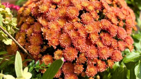 fall mums in beautiful colors