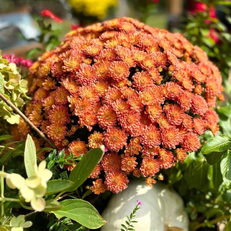 fall mums in beautiful colors