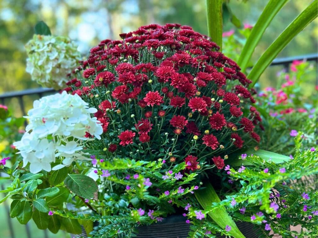 deep reddish burgundy in a container with other flowering plants