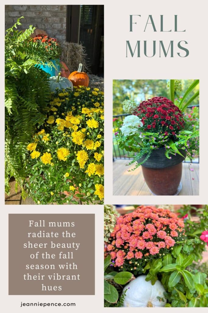 mums on the back porch with pumpkins and hay