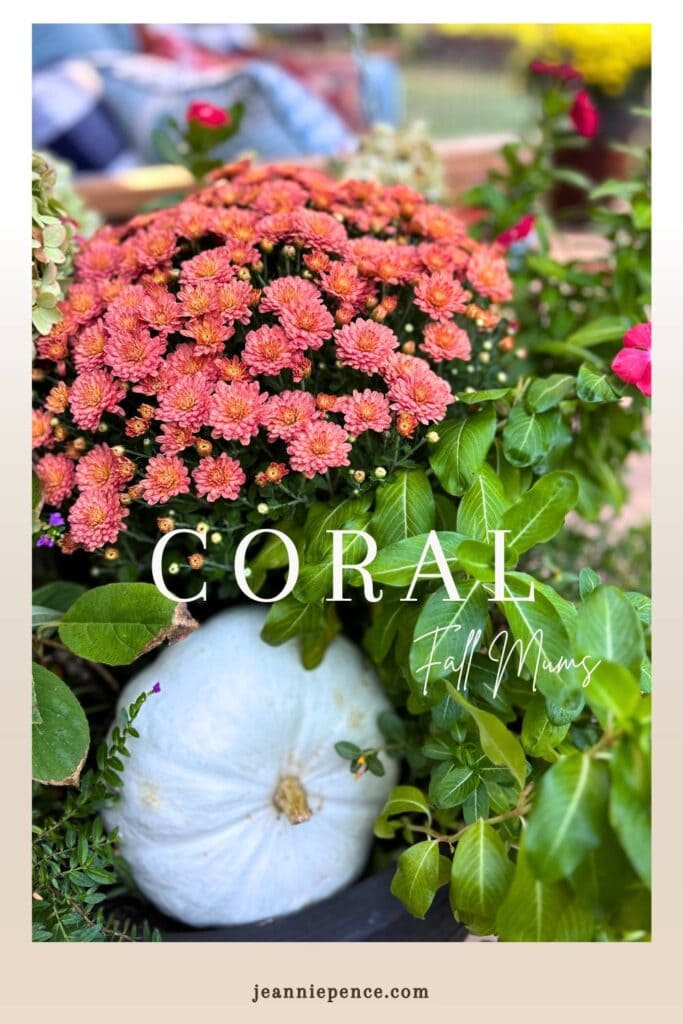 coral fall mums with a white pumpkin in a container of flowers