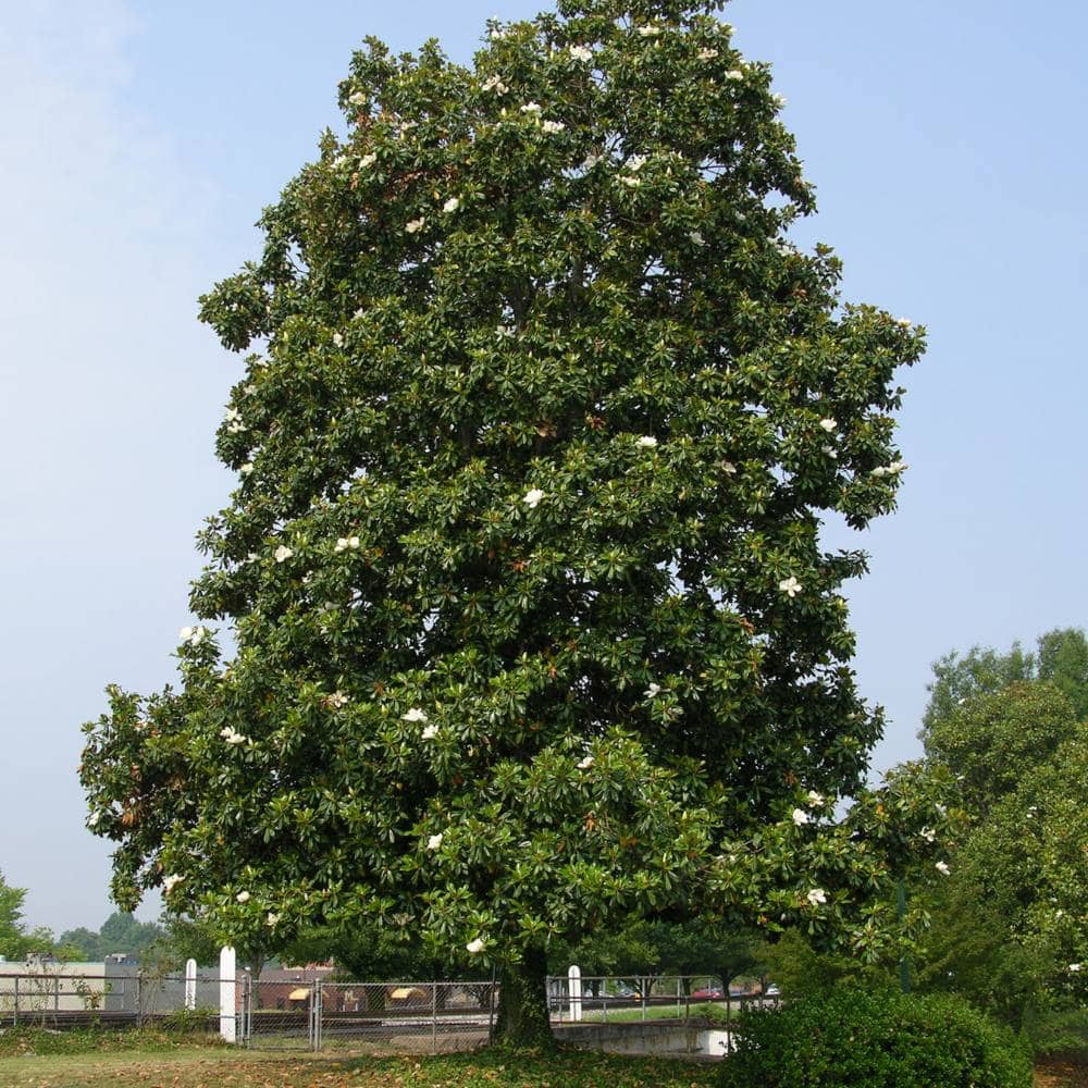 magnolia tree