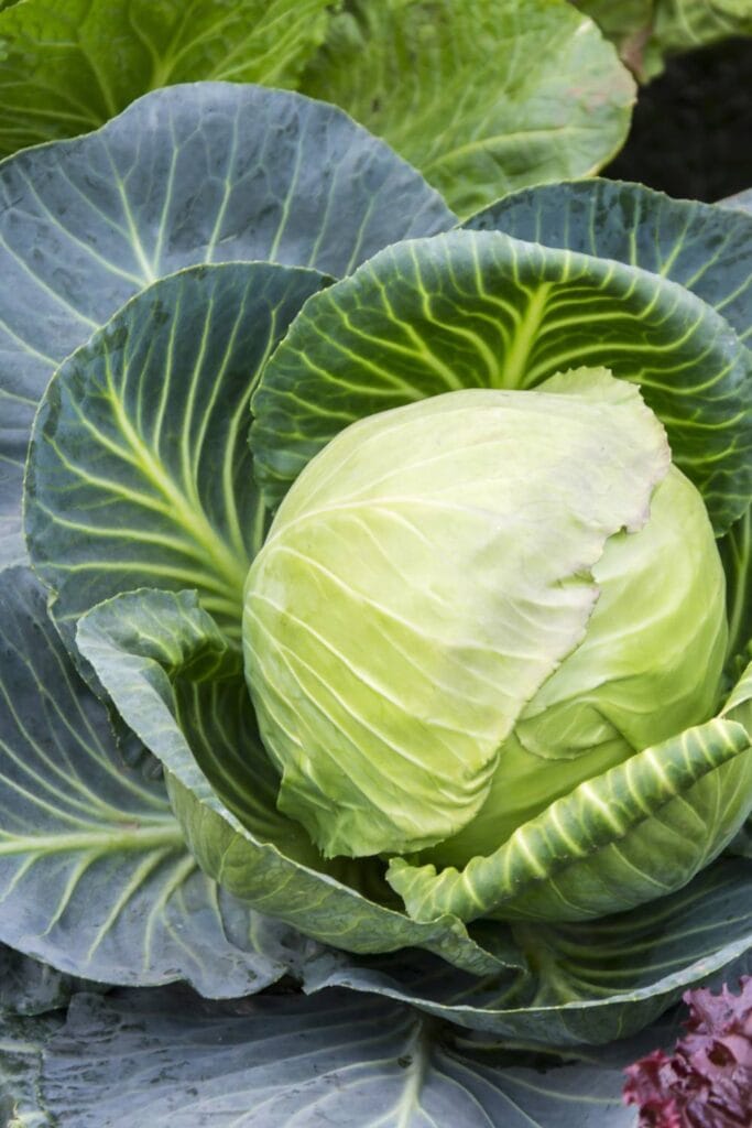 head of green cabbage