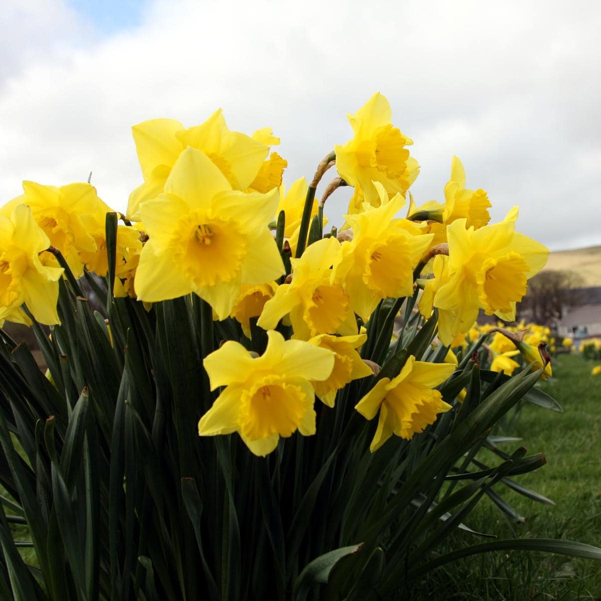 daffodils, jonquils, and buttercups