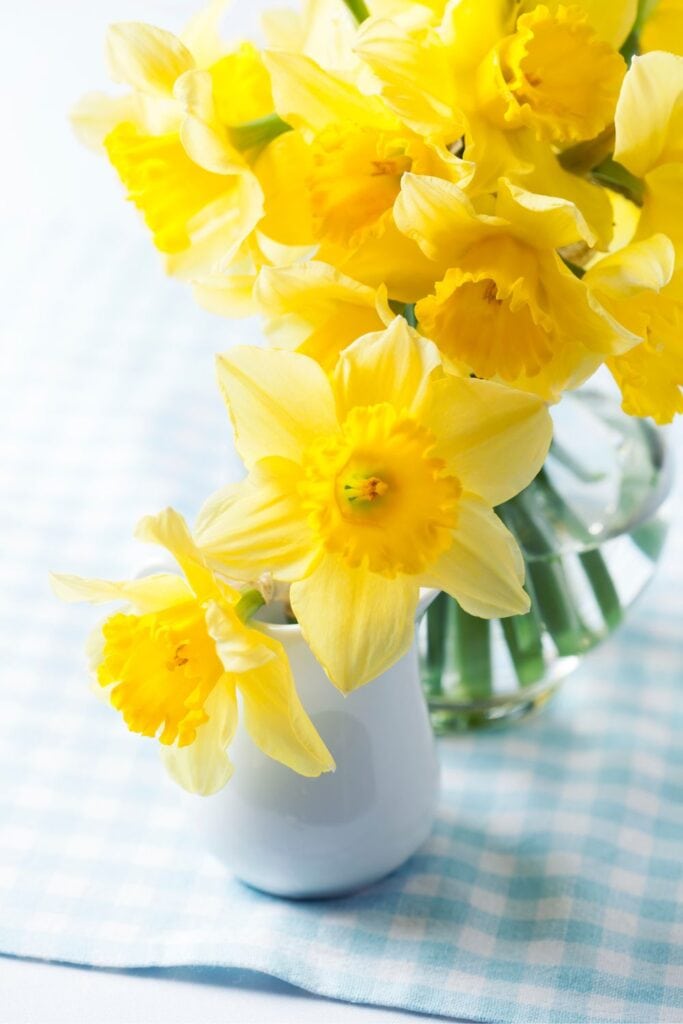 yellow daffodils