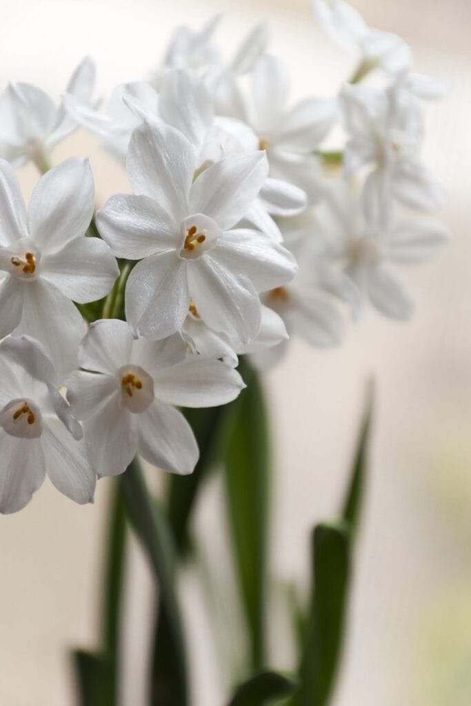 paperwhites a form of narcissus