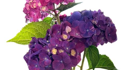 summer crush hydrangeas that have turned purple