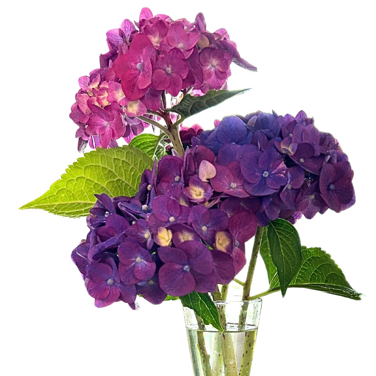 summer crush hydrangeas that have turned purple