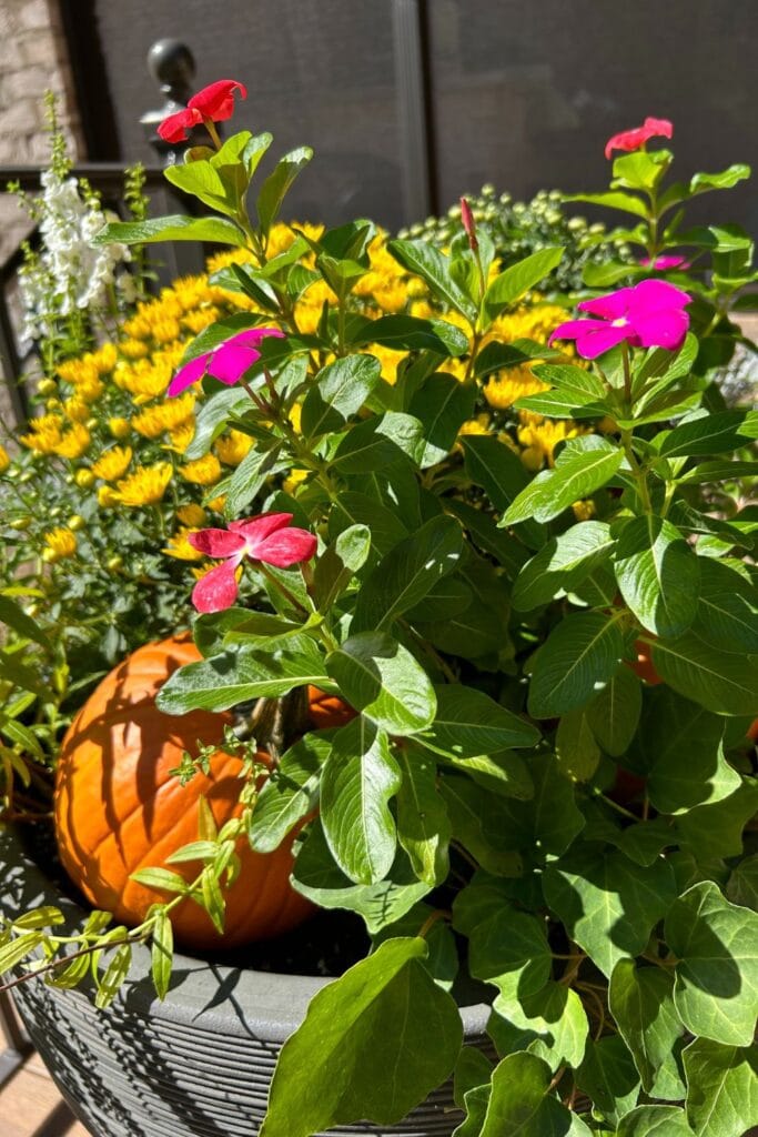 fall planter ideas with mums and pumpkins