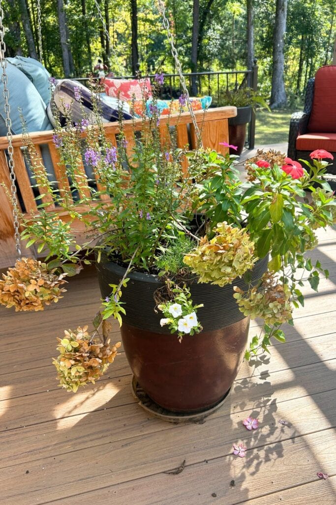 fall planter before trimming the dead hydrangea blooms and adding new mums and pumpkins