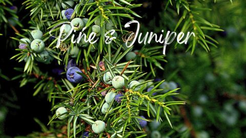 pine and juniper scents from air wick