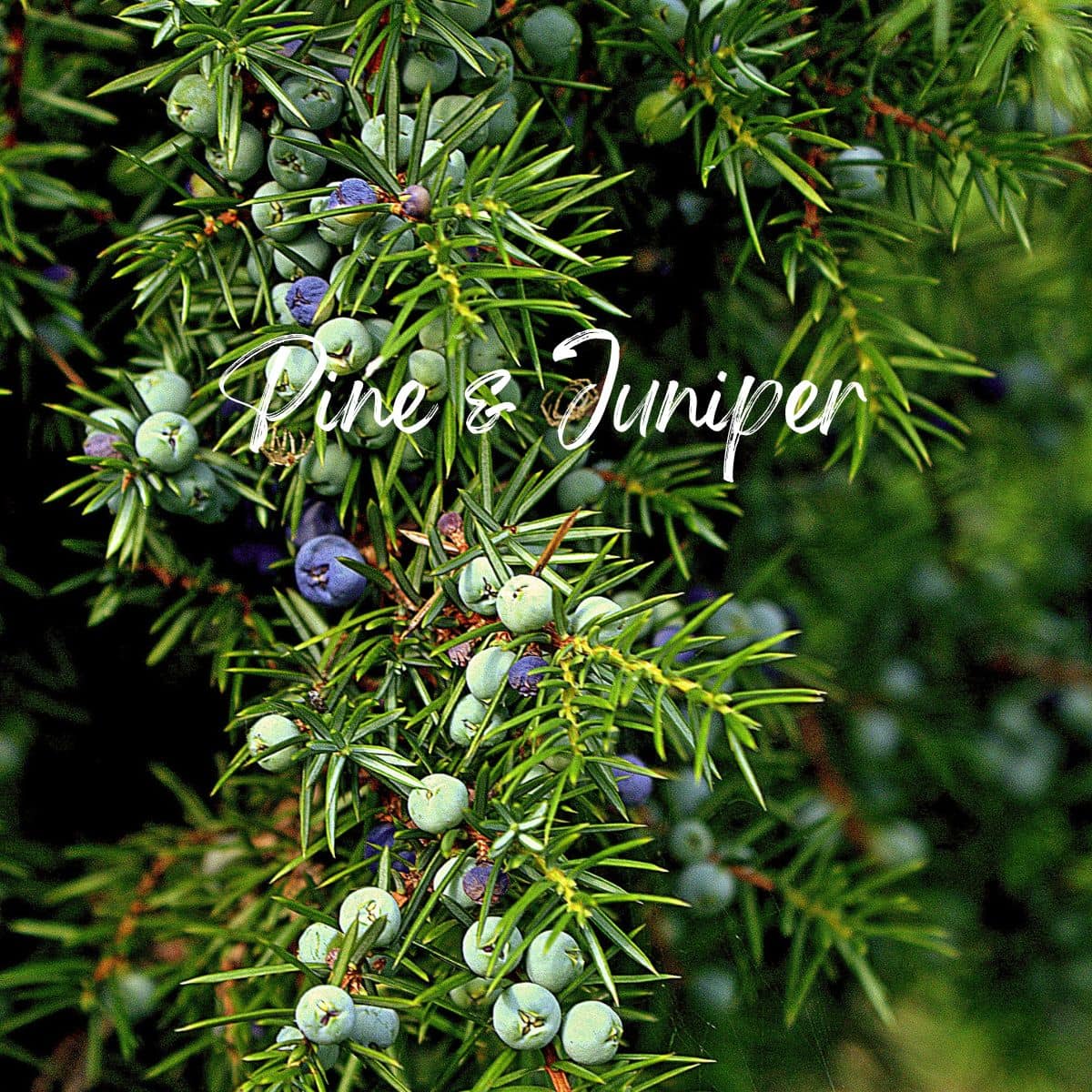 pine and juniper scents from air wick
