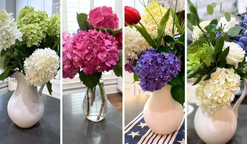 hydrangeas in assorted colors