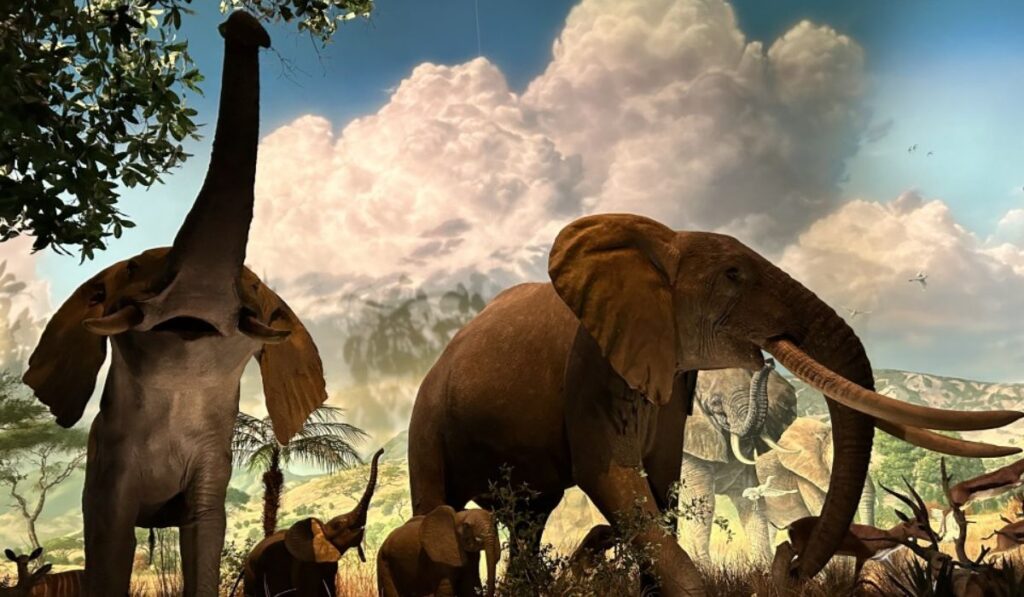 elephants Animal Kingdom Disney