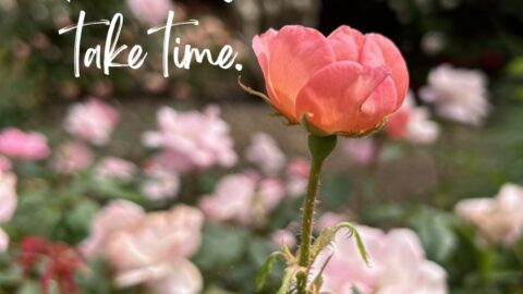 beautiful coral rose