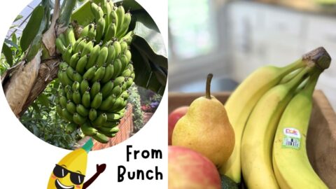 where bananas come from with a bunch of green bananas on the stalk and a ripe bunch in a fruit bowl