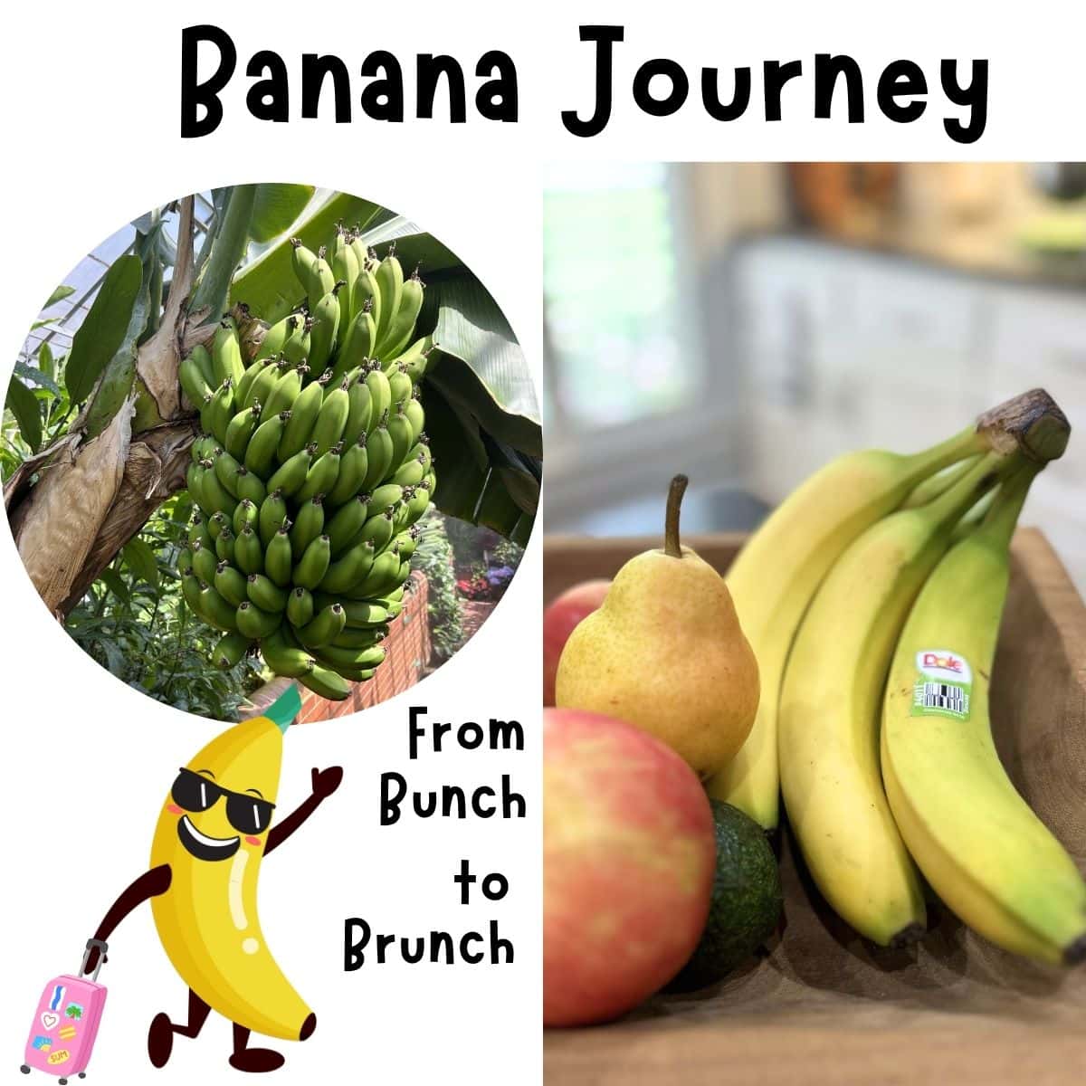 where bananas come from with a bunch of green bananas on the stalk and a ripe bunch in a fruit bowl