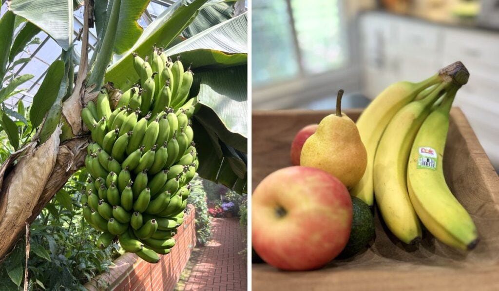 where bananas come from with a bunch of green bananas on the stalk and a ripe bunch in a fruit bowl