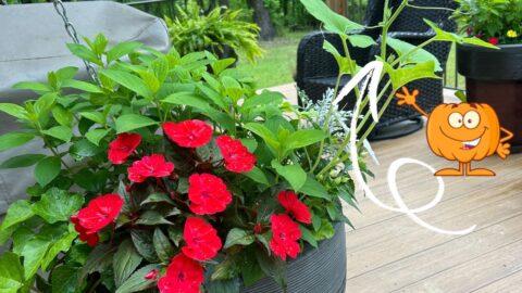 unexpected garden surprises - planter with a stray pumpkin plant growing