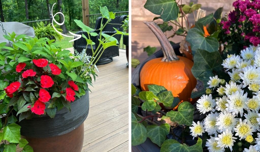 unexpected garden surprises - planter with a stray pumpkin plant growing