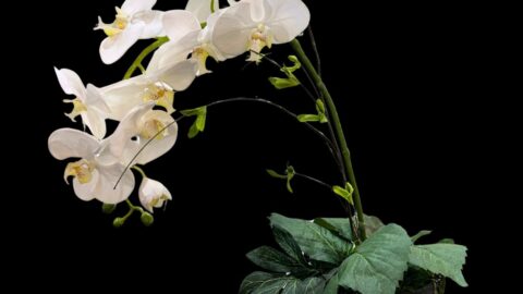 simple orchid floral arrangement in a black ceramic pot