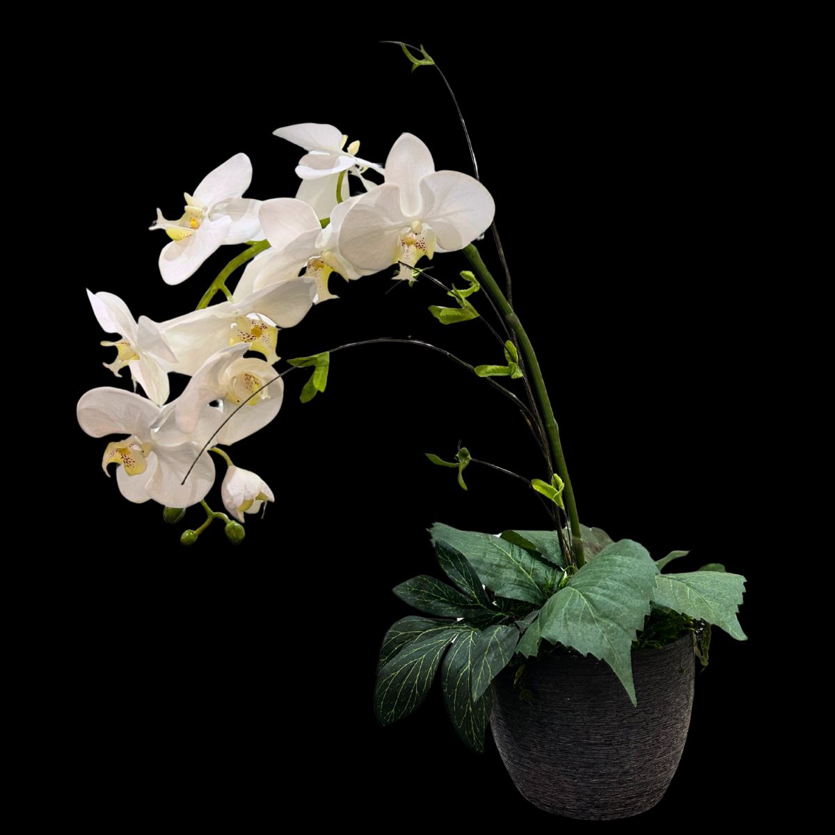simple orchid floral arrangement in a black ceramic pot