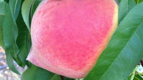 fresh peaches from Cherry Creek Orchard for a peach pie