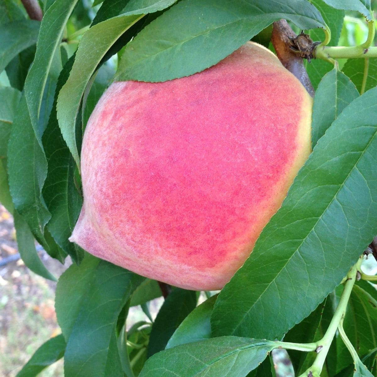 fresh peaches from Cherry Creek Orchard for a peach pie