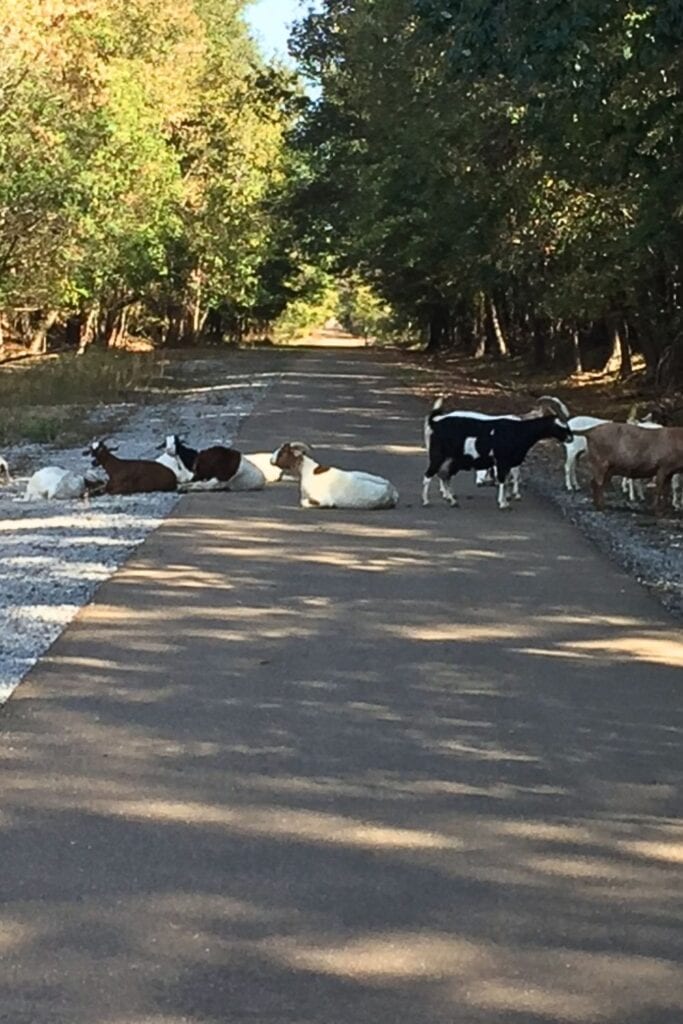sharing the Tanglefoot Trails with goats