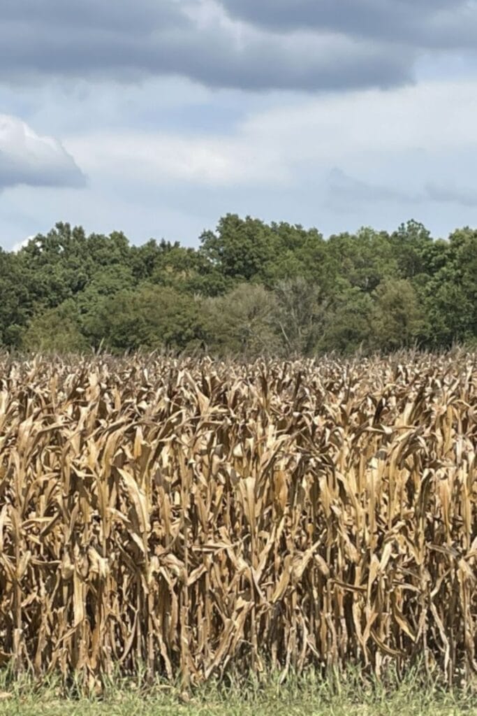 cornfield along the Tanglefoot Trail. Corn is dry and ready for harvesting.