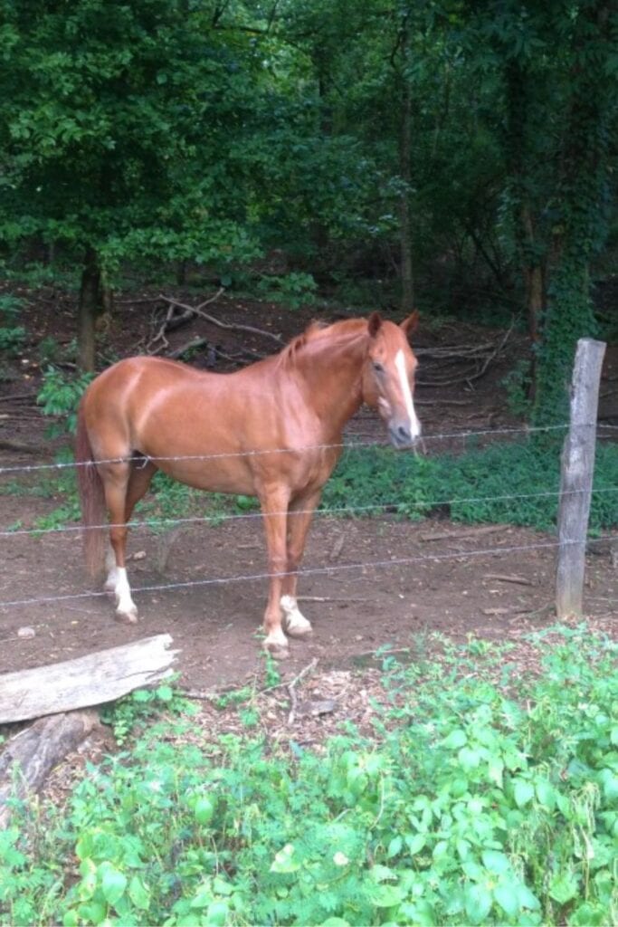 horses grazing along the Tanglefoot Trail between the Pontotoc and Ecru Whistle Stops