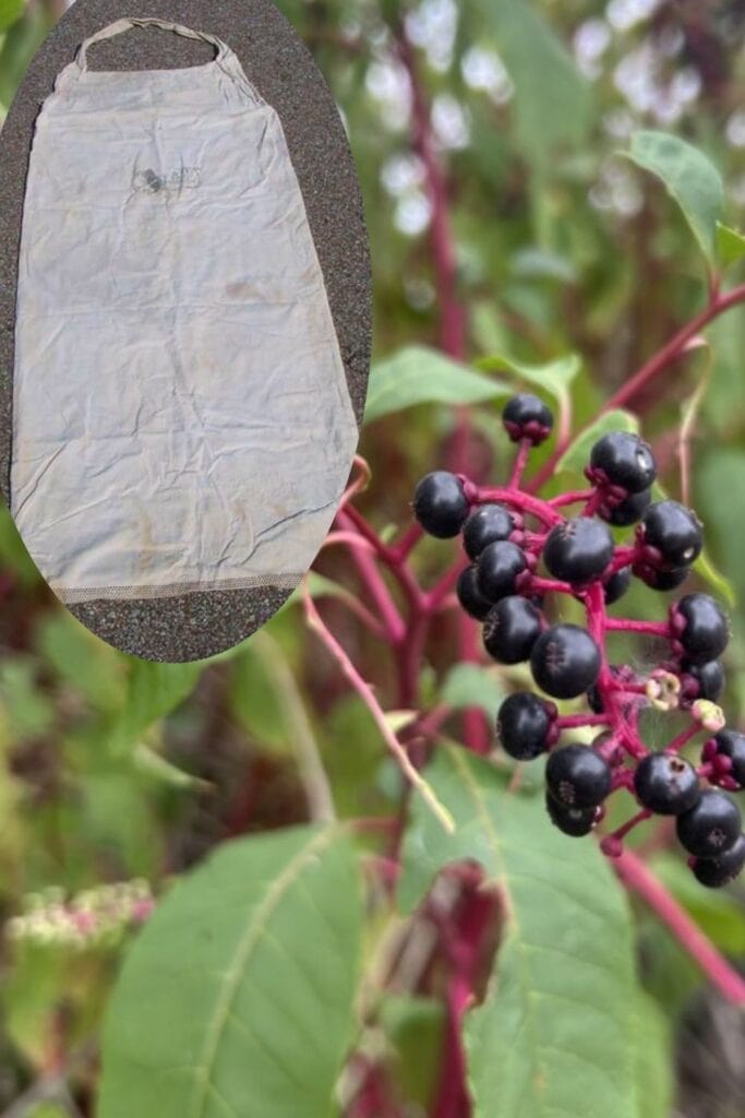 pokeweed and a sack for picking cotton, we used the pokeweed berries to write our names on the sacks